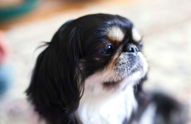 Closeup of a black, white, and tan Japanese chin.Photo by: Vera Yu and David Li https://creativecommons.org/licenses/by/2.0/