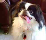 Black And White Japanese Chin, Tongue Lolling.