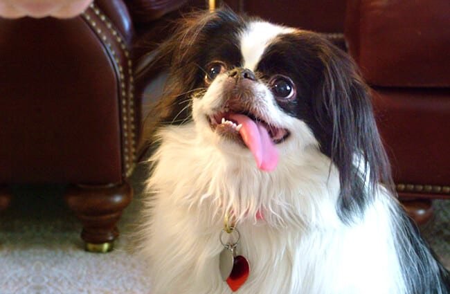 Black and white Japanese chin, tongue lolling.