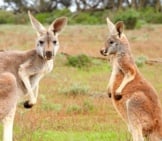 A Pair Of Kangaroos Checking Out The Camera.