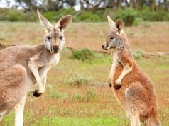 A pair of kangaroos checking out the camera.