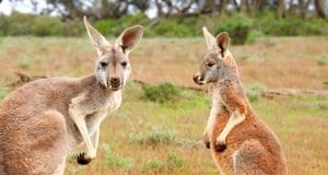 A pair of kangaroos checking out the camera.