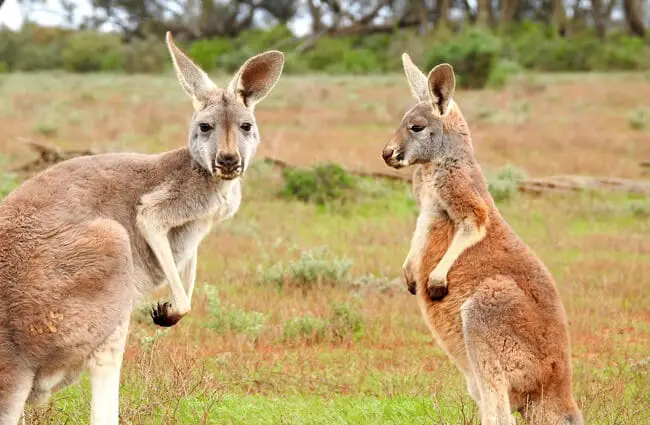 Kangaroo - Description, Habitat, Image, Diet, and Interesting Facts
