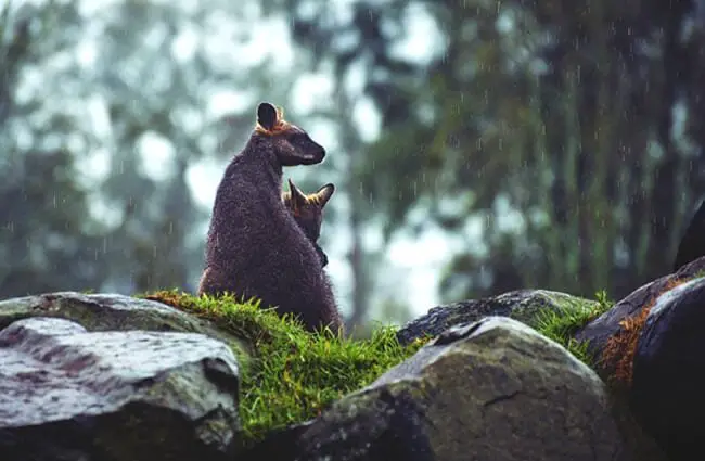 Mother kangaroo and her baby watching the rain.