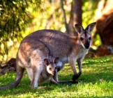 Kangaroo With Her Joey In Her Pouch.