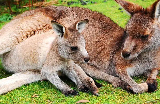 Baby kangaroo napping with his mother.