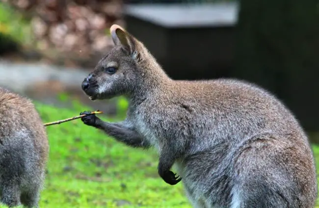 Playful kangaroo with a stick. Notice his gripping hands.