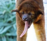 Kinkajou Showing His Long Tongue. Photo By: Silk Knoll Https://Creativecommons.org/Licenses/By-Sa/2.0/