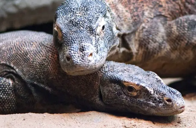 Closeup of two Komodo dragons in courtship. Photo by: (c) nazzu www.fotosearch.com