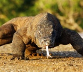 Large Komodo Dragon, Photographed In Indonesia. Photo By: (C) Mikelane45 Www.fotosearch.com