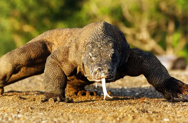 Large Komodo dragon, photographed in Indonesia. Photo by: (c) mikelane45 www.fotosearch.com
