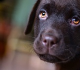 The Warm And Loving Eyes Of A Black Lab Puppy.
