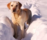 Yellow Labrador Retriever Playing In The Snow.