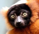 Closeup Of A Red Ruffed Lemur.