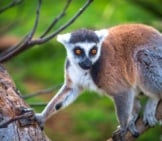 Lemur In A Tree.
