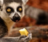 Lemur Eating A Piece Of Fruit.