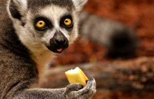 Lemur eating a piece of fruit.