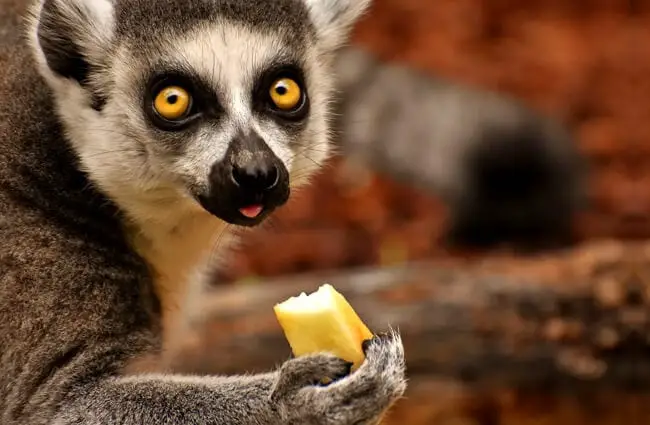 Lemur - Description, Habitat, Image, Diet, and Interesting Facts
