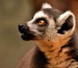 Lemur In Profile.