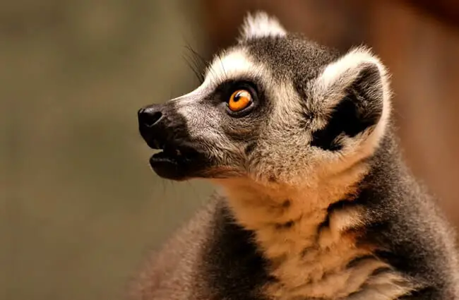 Lemur in profile.