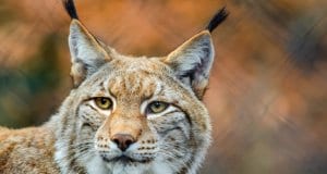 Portrait of a lynx.