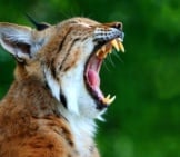 Big Yawn For A Sleepy Cat. Notice The Lynx&#039;S Big Teeth!