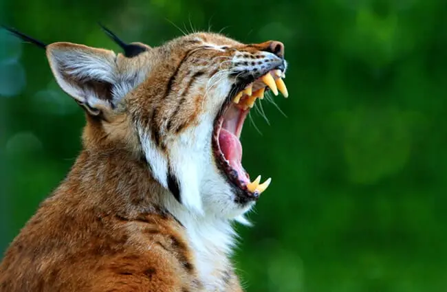 Big yawn for a sleepy cat. Notice the lynx&#039;s big teeth!