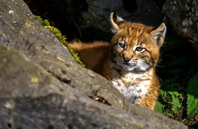 Bobcat cub. (Lynx)