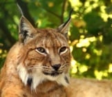 Afternoon Rest For The Lynx.