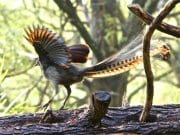 Lyrebird Male Superb Lyrebird with his wings and tail spread.Photo by: Brian Ralphshttps://creativecommons.org/licenses/by/2.0/