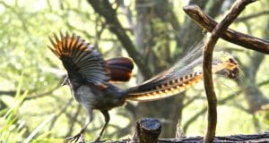Male Superb Lyrebird with his wings and tail spread.Photo by: Brian Ralphshttps://creativecommons.org/licenses/by/2.0/