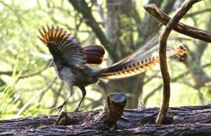 Male Superb Lyrebird with his wings and tail spread.Photo by: Brian Ralphshttps://creativecommons.org/licenses/by/2.0/