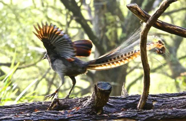 Lyrebird - Description, Habitat, Image, Diet, and Interesting Facts