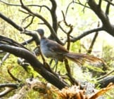 Female Superb Lyrebird On A Tree. Photo By: Brian Ralphs Https://Creativecommons.org/Licenses/By/2.0/