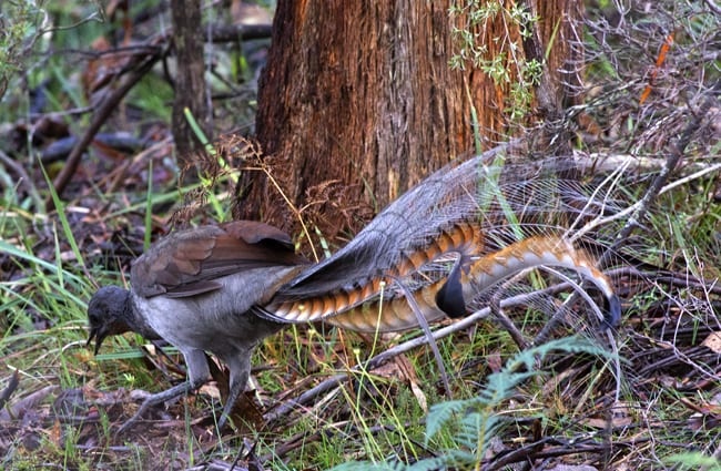 Superb Lyrebird in the forest Photo by: Lip Kee Yap https://creativecommons.org/licenses/by/2.0/