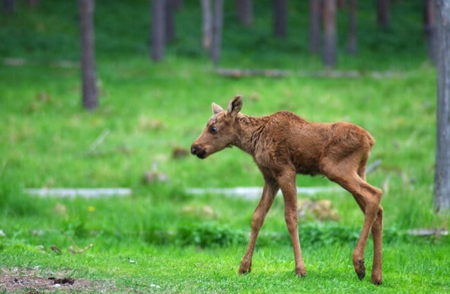 Moose calf standing on lanky legs.