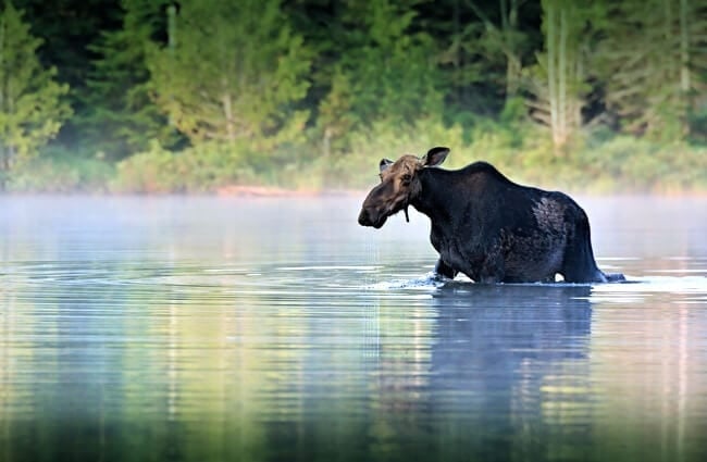 A cow moose wading in a lake.