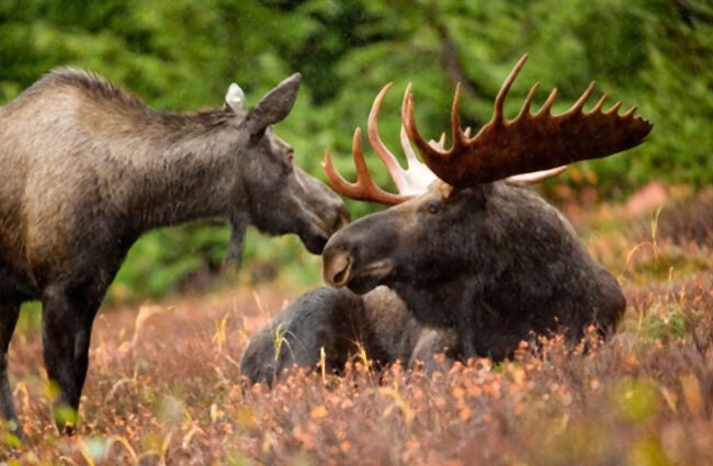 A bull and cow moose in a meadow.