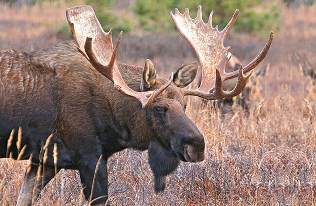 Bull moose in the dawn light. Notice the large waddle under his chin.
