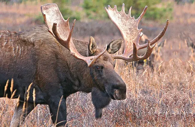 moose facts