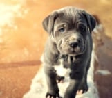 Grey Neapolitan Mastiff Puppy. Photo By: (C) Andreaobzerova Www.fotosearch.com