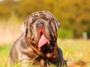 Neapolitan Mastiff relaxing in the yard.  Photo by: (c) Madrabothair www.fotosearch.com