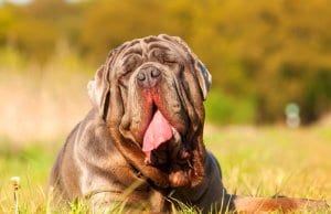 Neapolitan Mastiff relaxing in the yard.  Photo by: (c) Madrabothair www.fotosearch.com