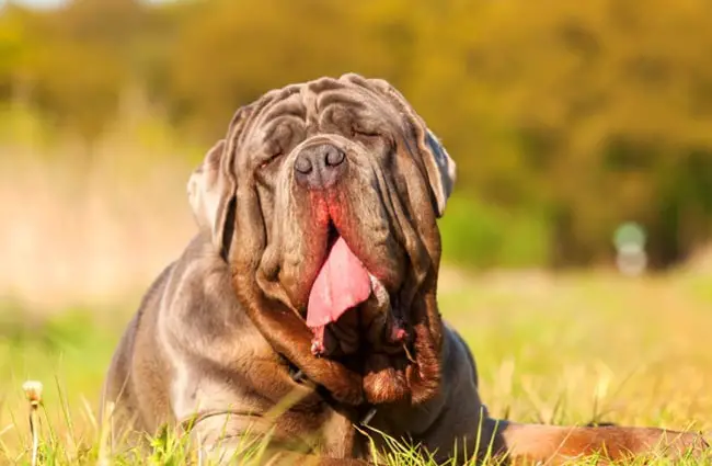 Neapolitan Mastiff relaxing in the yard. Photo by: (c) Madrabothair www.fotosearch.com