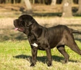 Black Neapolitan Mastiff. Photo By: (C) Ststoev Www.fotosearch.com