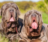 A Pair Of Neapolitan Mastiffs Outdoors. Photo By: (C) Madrabothair Www.fotosearch.com