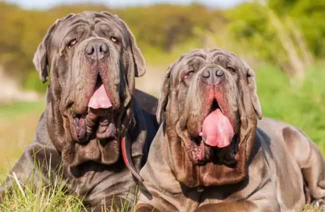 A pair of Neapolitan Mastiffs outdoors. Photo by: (c) Madrabothair www.fotosearch.com