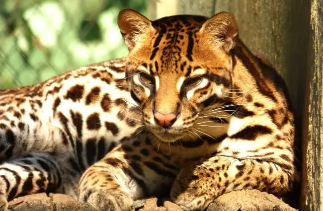 do ocelots have predators