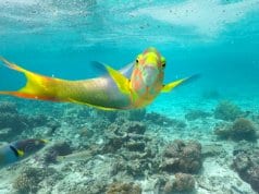 Parrotfish looking at the camera in a coral reef in Rarotonga, Cook Islands.Photo by: (c) lucidwaters www.fotosearch.com