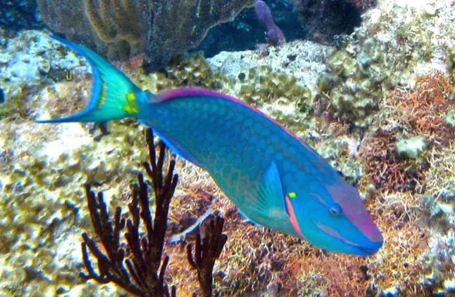 Stoplight parrotfish near San Salvador Island, Bahamas. Photo by: James St. John https://creativecommons.org/licenses/by/2.0/